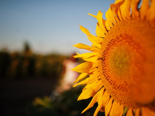 Amazing view of sunflower at field in sunet.